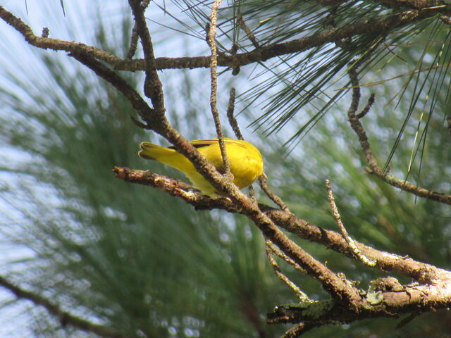 Yellow Warbler