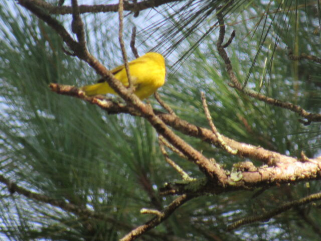 Yellow Warbler