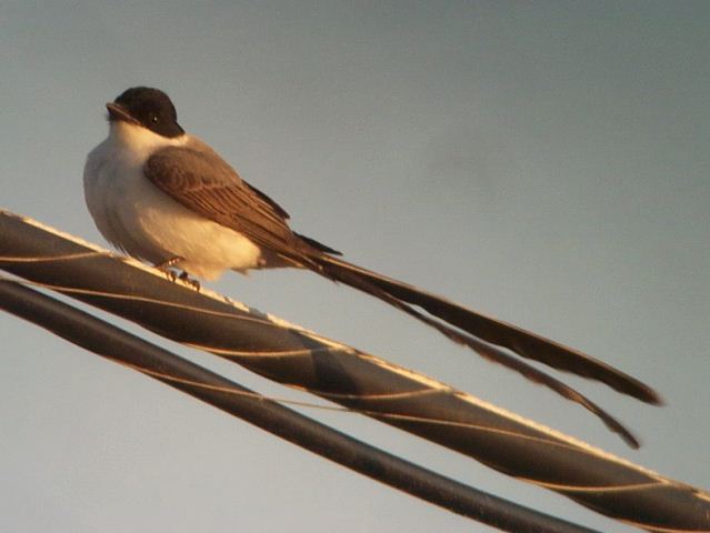 Fork-tailed Flycatcher