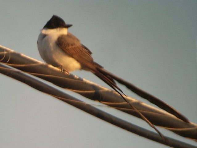 Fork-tailed Flycatcher