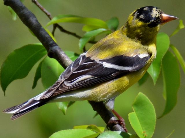 American Goldfinch