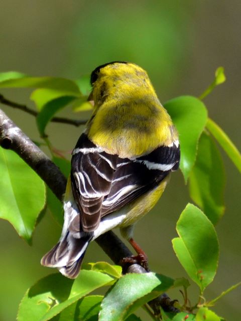American Goldfinch
