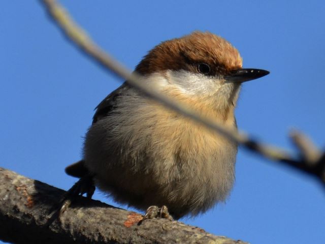 Brown-headed Nuthatch