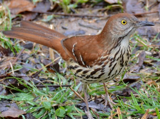 Brown Thrasher