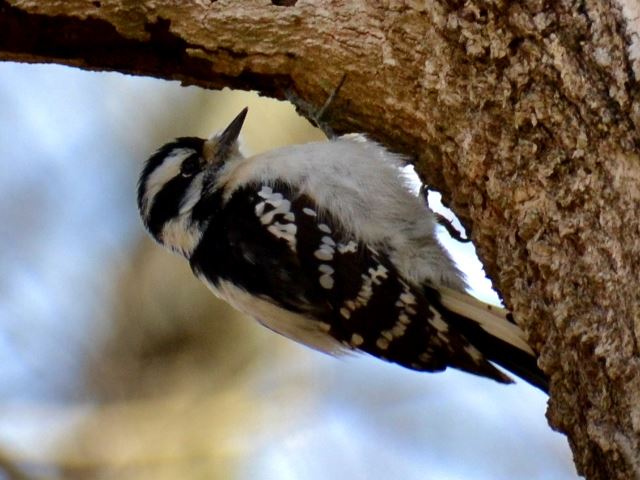 Downy Woodpecker