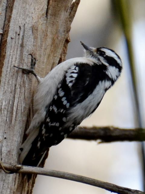 Downy Woodpecker