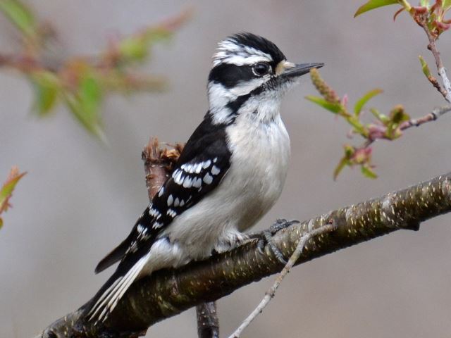 Downy Woodpecker