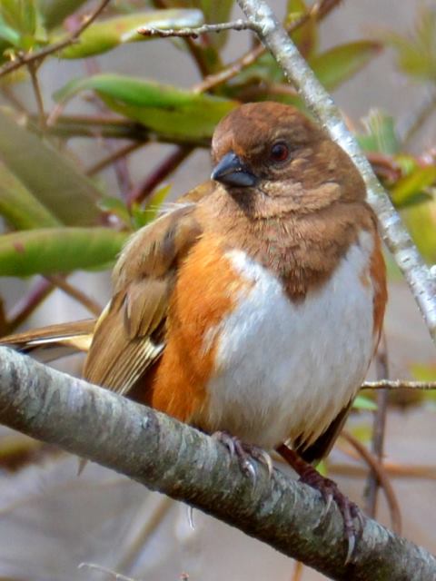 Eastern Towhee