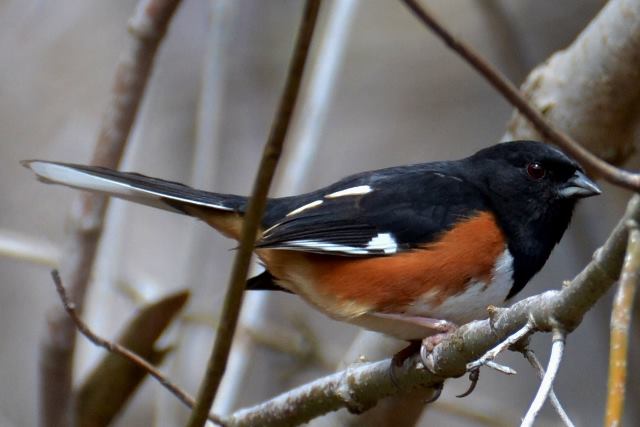 Eastern Towhee