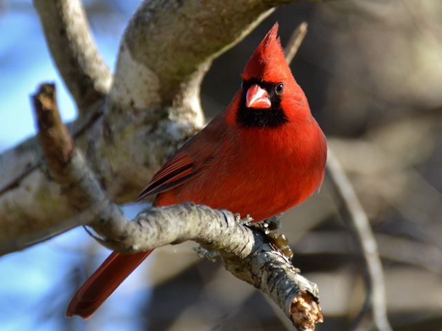 Northern Cardinal