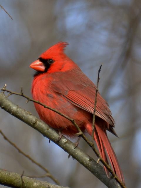 Northern Cardinals