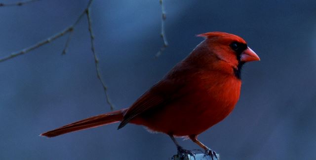 Northern Cardinals