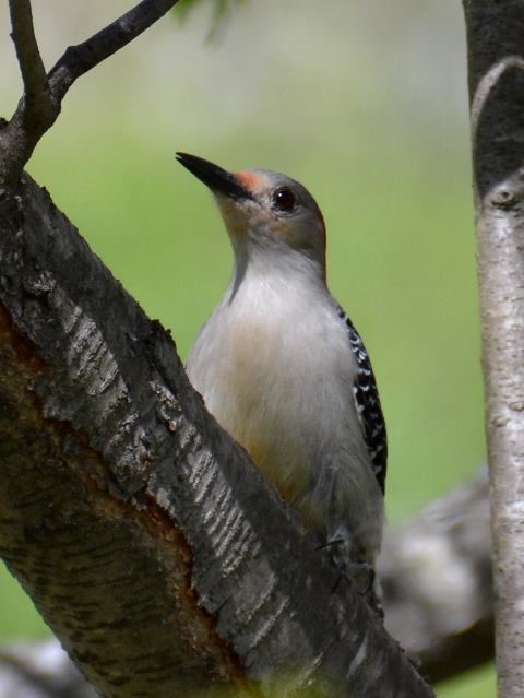 Red-bellied Woodpecker