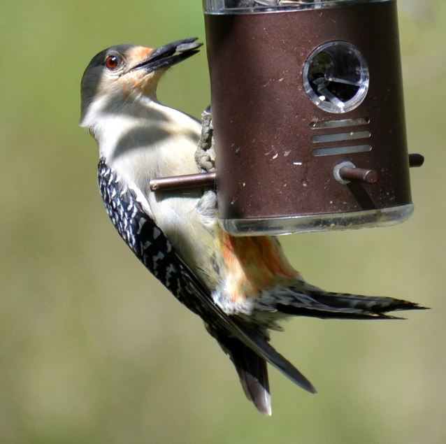 Red-bellied Woodpecker