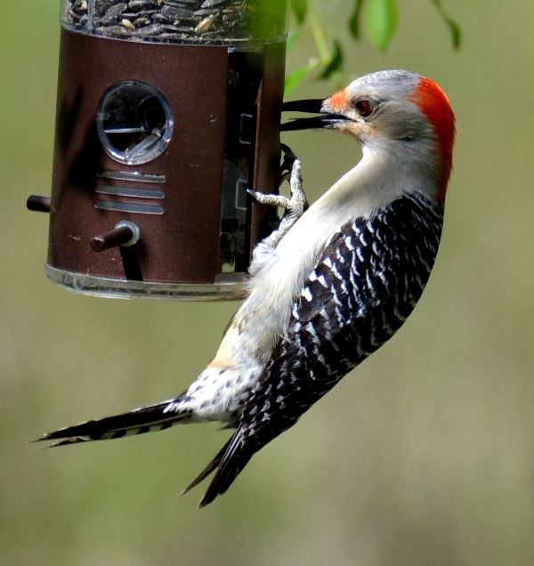 Red-bellied Woodpecker