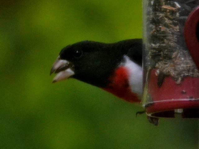 Rose-breasted Grosbeak