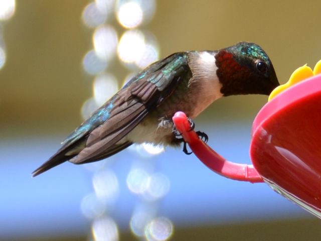 Ruby-throated Hummingbird