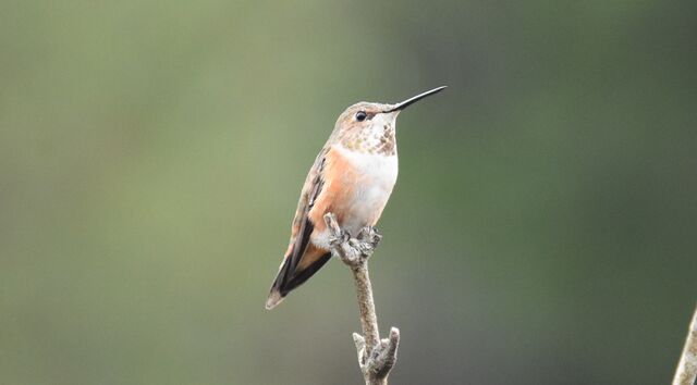 Rufous Hummingbird