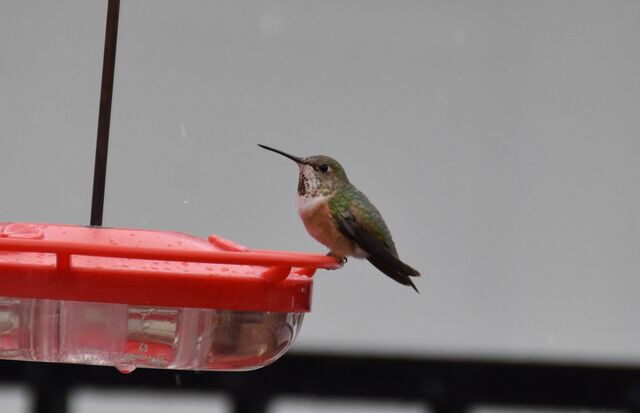 Rufous Hummingbird