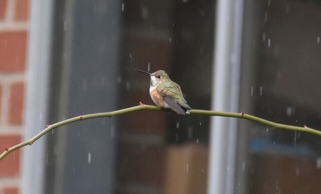 Rufous Hummingbird
