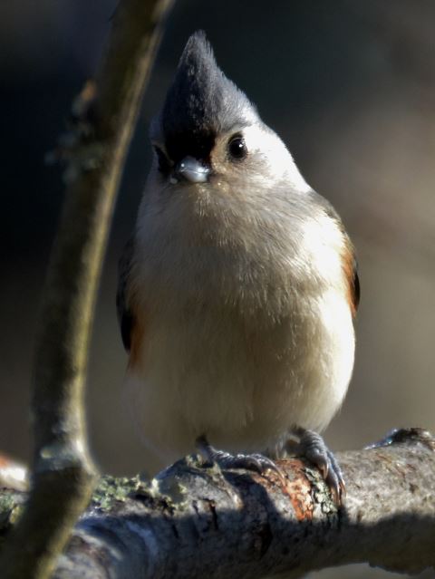 Tufted Titmouse
