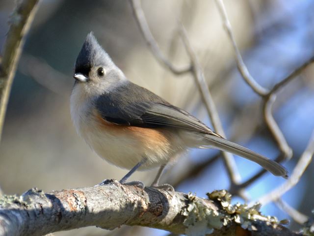 Tufted Titmouse