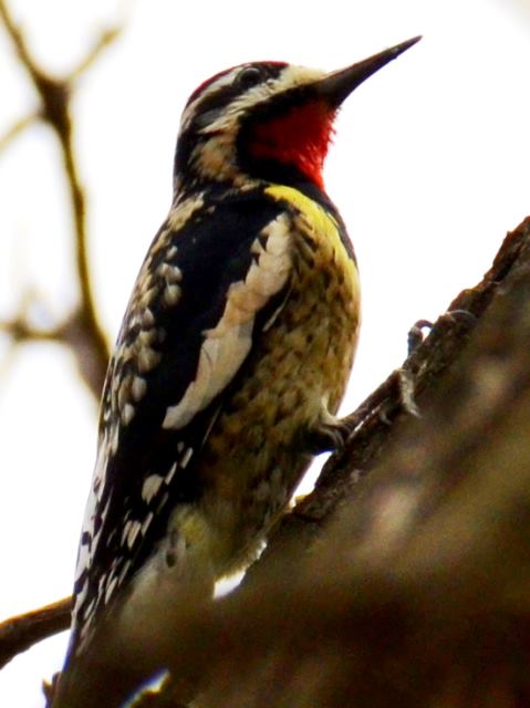 Yellow-bellied Sapsucker