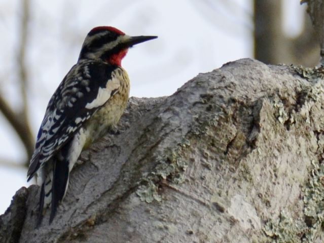 Yellow-bellied Sapsucker