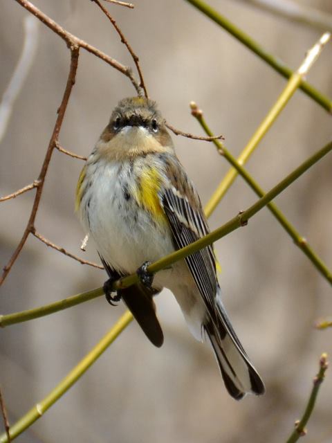 Yellow-rumped Warbler