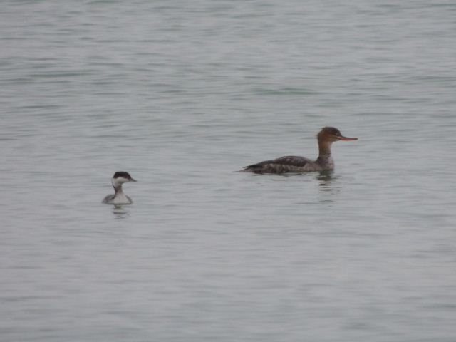 Red-breasted Merganser and Horned Grebe