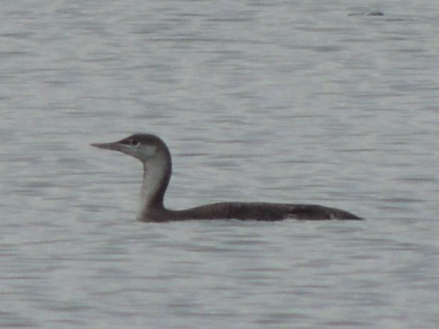 Red-throated Loon
