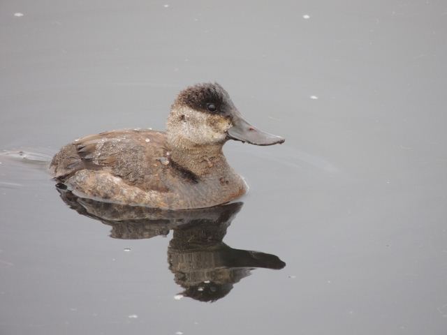 Ruddy Duck