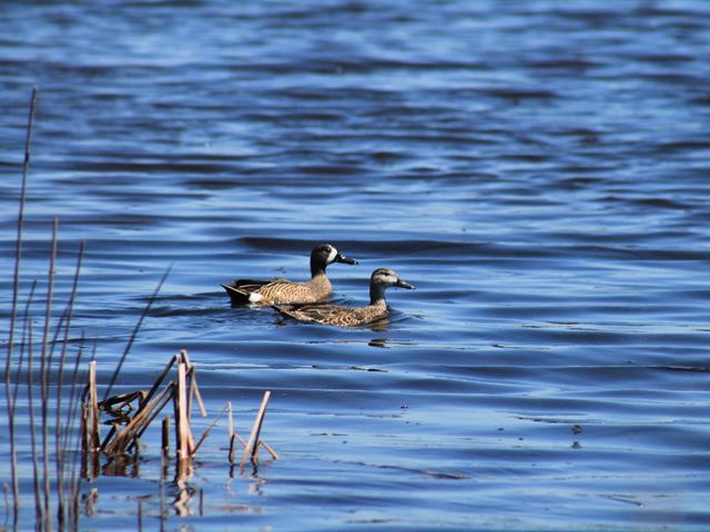 Blue-winged Teal