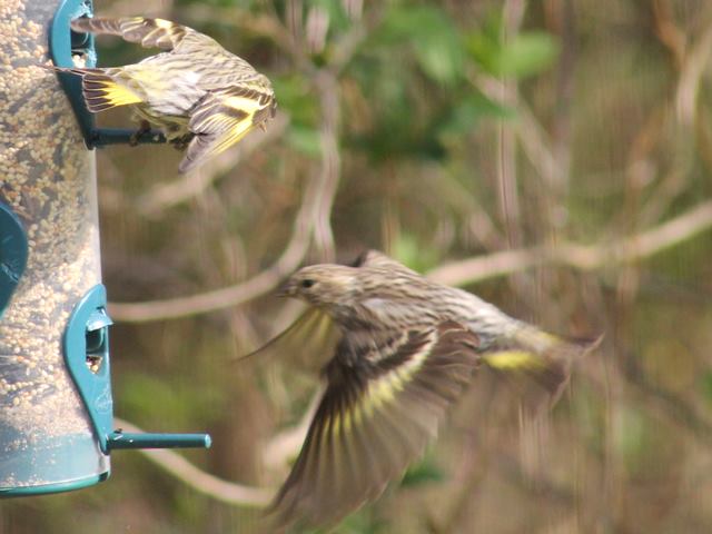 Pine Siskins