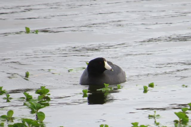 American Coot