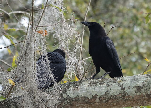 American Crow