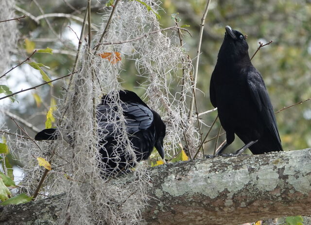 American Crow