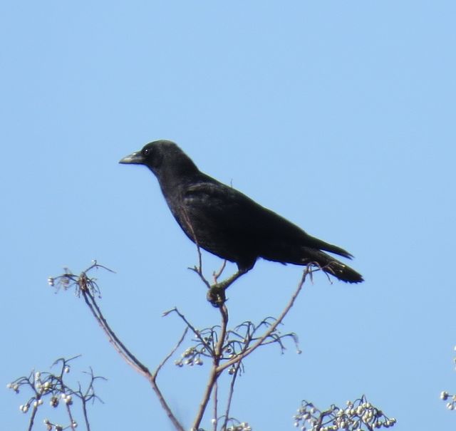 American Crow