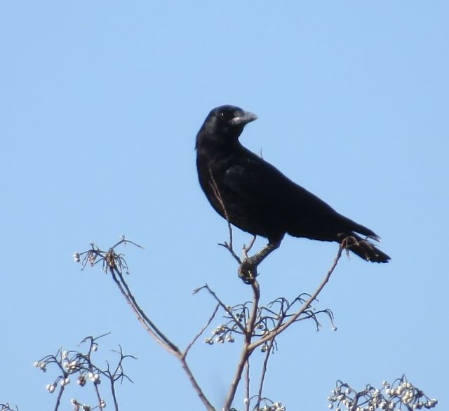 American Crow