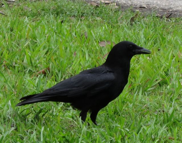 American Crow