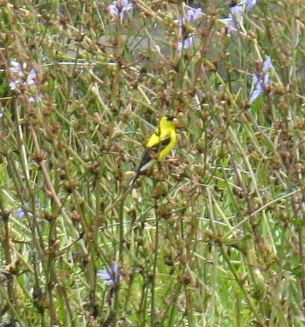 American Goldfinch