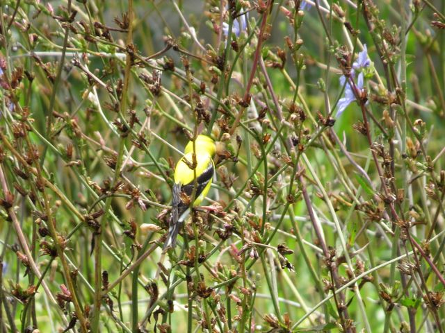 American Goldfinch