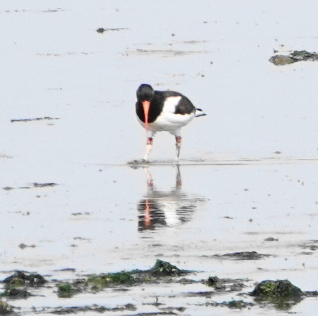 American Oystercatcher