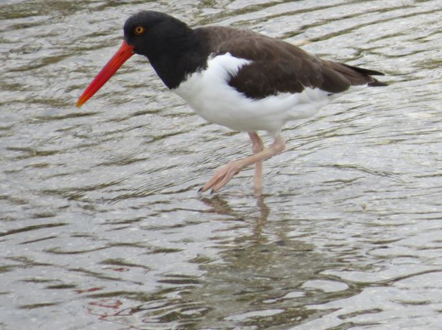 American Oystercatcher