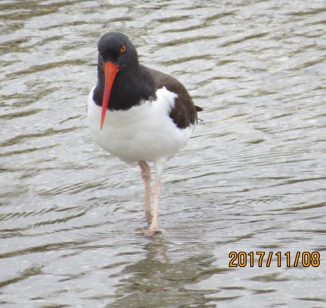 American Oystercatcher