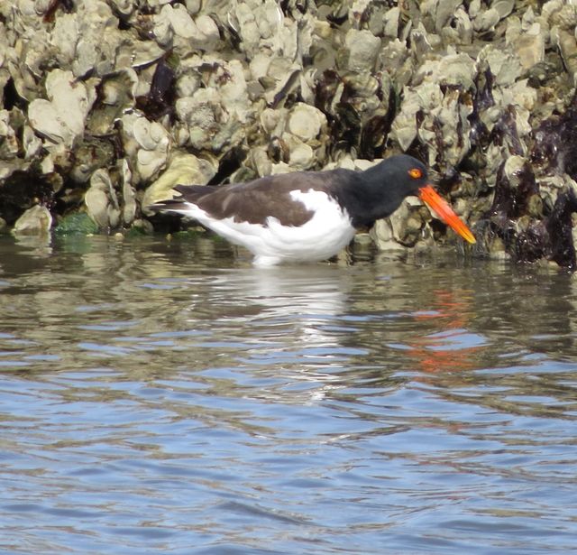 American Oystercatcher