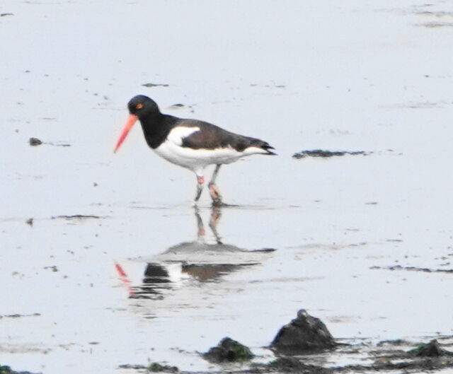 American Oystercatcher