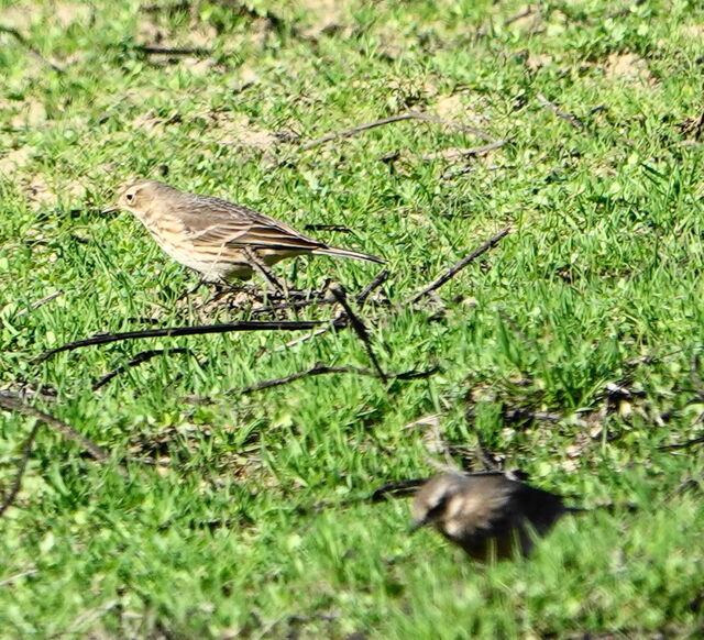 American Pipit