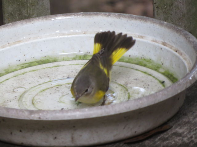 American Redstart