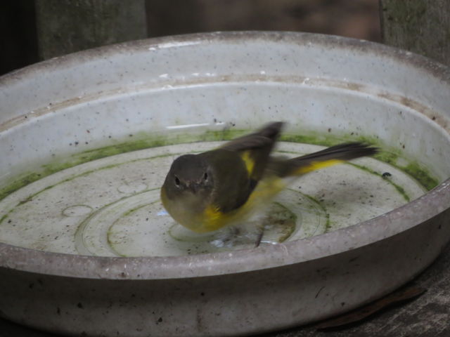 American Redstart